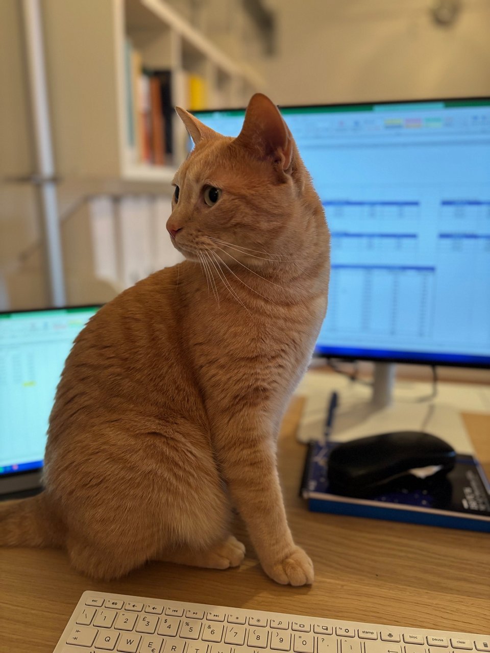 Andrea’s orange cat Giacomo sits on his desk near the keyboard and monitors.