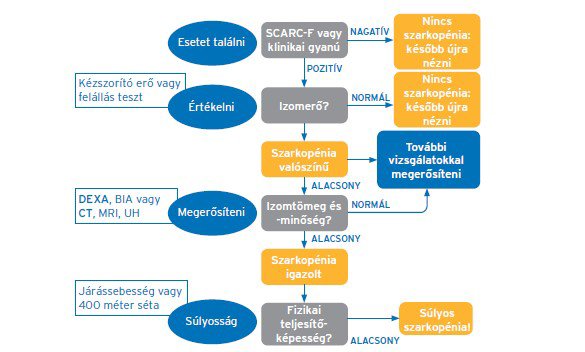 A szarkopénia diagnosztikus algoritmusa
