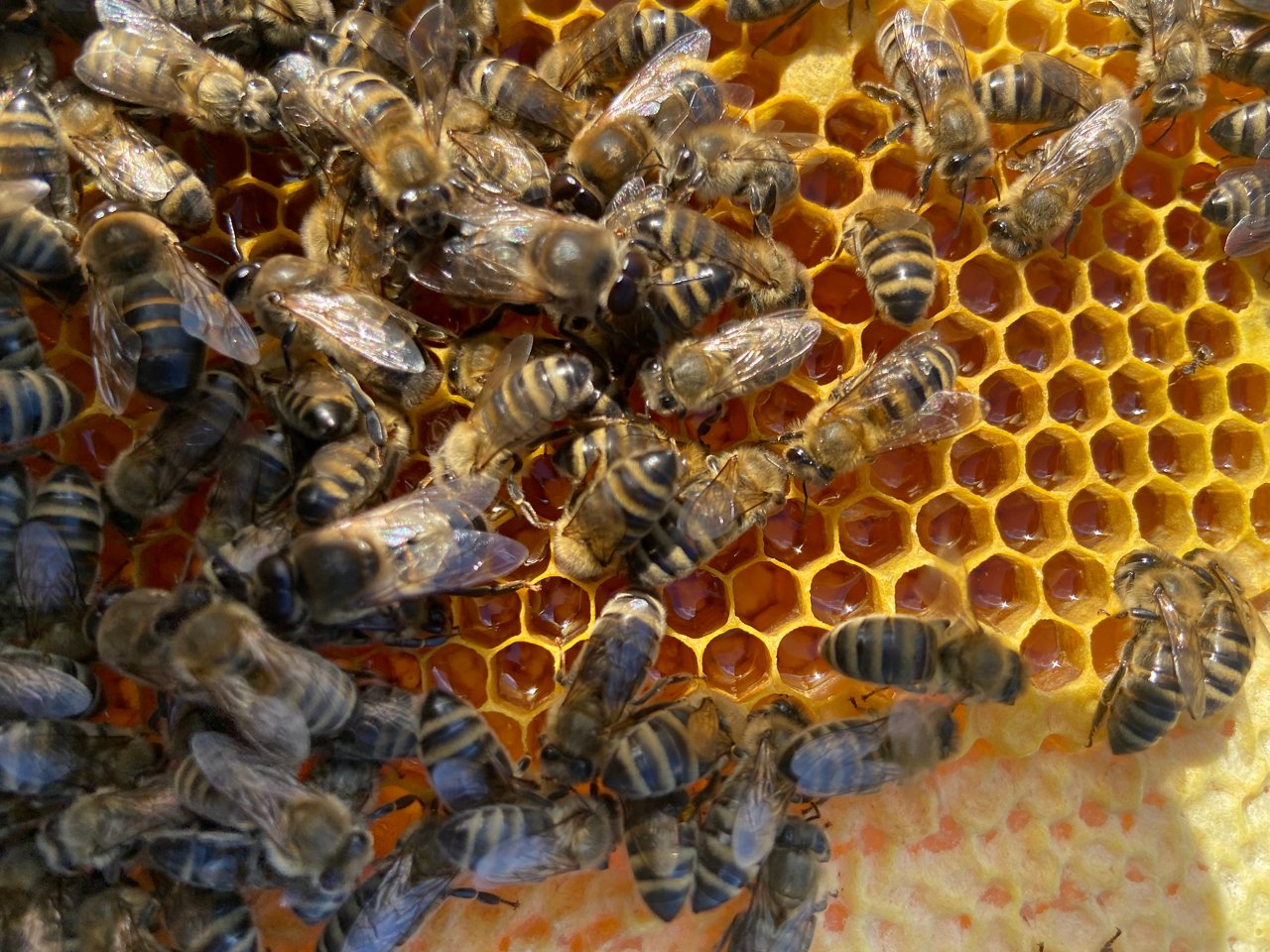 close up of a bee frame showing the bees at work