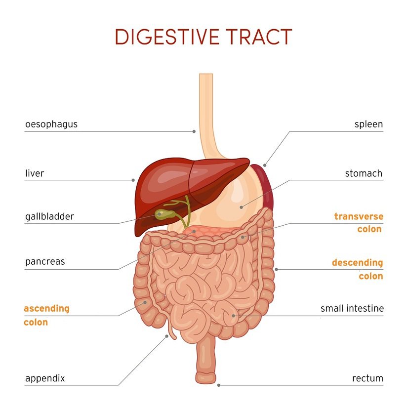 Digestive Tract