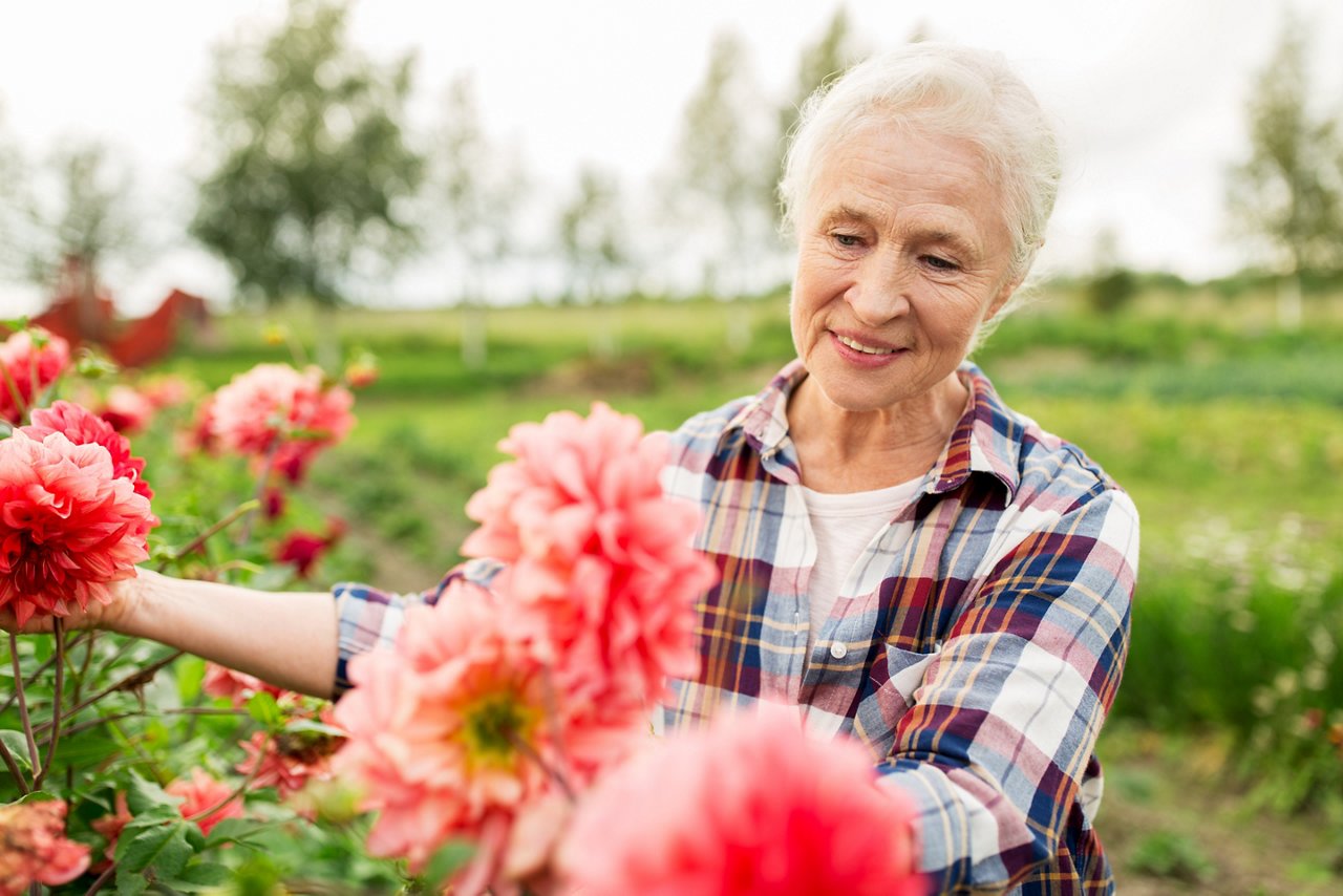 farming, gardening and people concept - happy senior woman with flowers blooming at summer garden