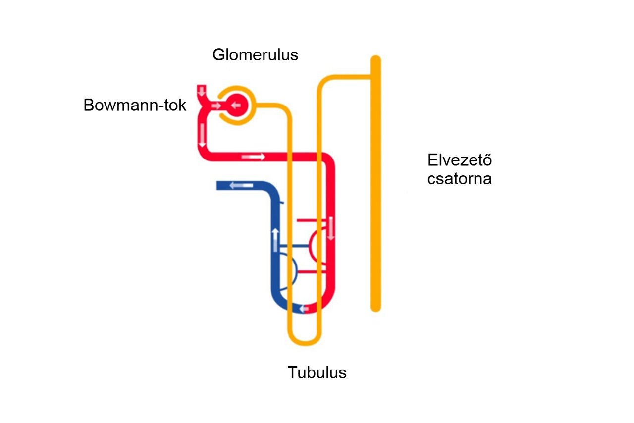 A veseműködés áttekintése